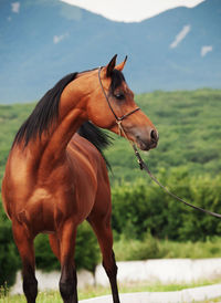 Horse looking away while standing against mountain