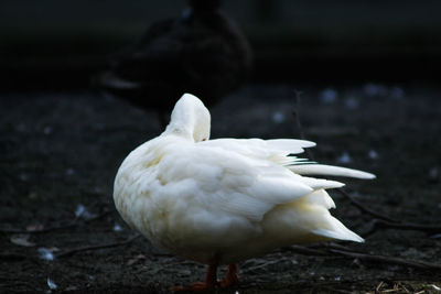 Close-up of swan perching on a land