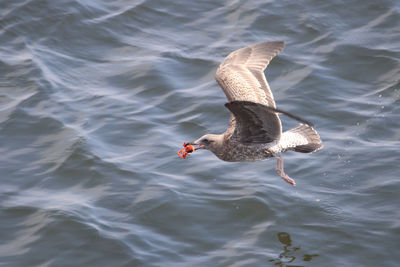 High angle view of bird flying over lake