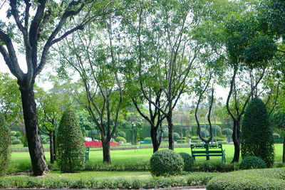 Trees in park