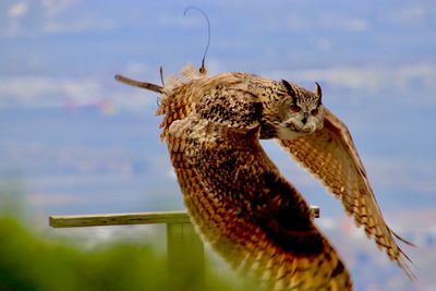 Close-up of bird eating