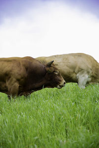 Side view of bulls on grassland