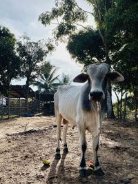 Cow standing on field