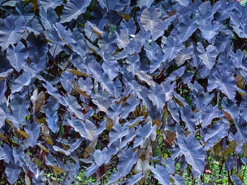 Full frame shot of leaves on field