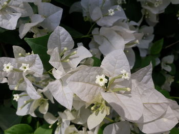 Close-up of white flowering plant