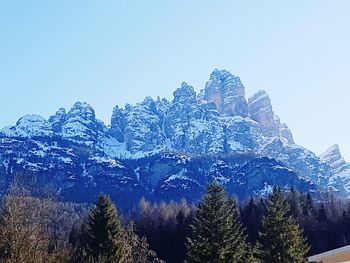 Pine trees against sky during winter