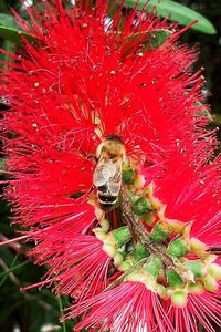 Close-up of insect on flower