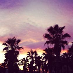 Low angle view of palm trees against sky