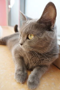 Close-up of cat looking away while lying on floor at home