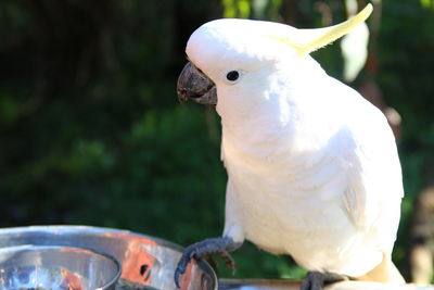 Close-up of parrot perching outdoors