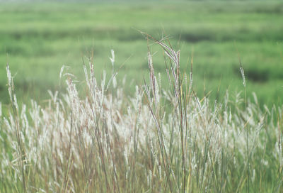 Close-up of grass on field