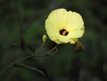 Close-up of yellow flower