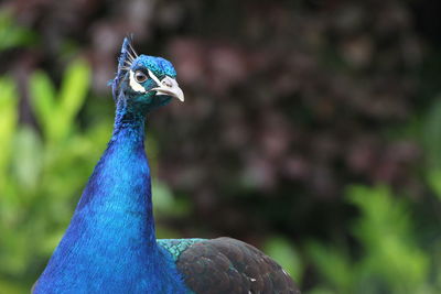 Close-up of peacock