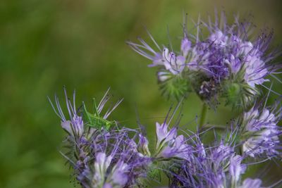 Close-up of purple flowering plants on field