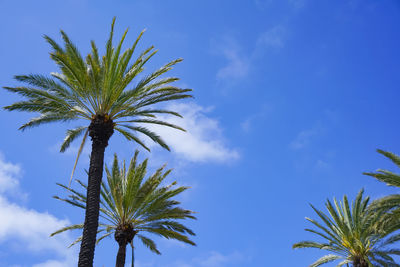 Low angle view of palm tree against blue sky