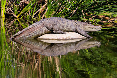 Close-up of crocodile in the lake