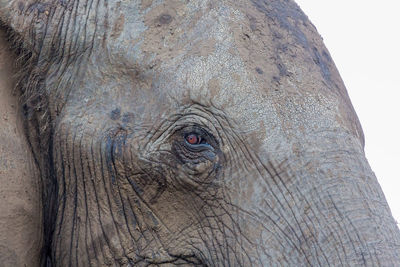 Close-up of elephant