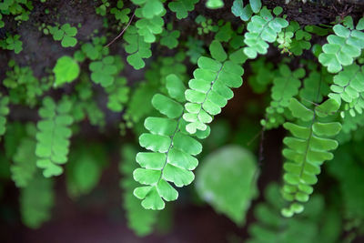 Close-up of ivy growing on tree