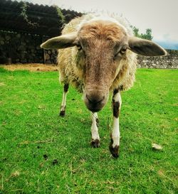 Dog standing on grassy field