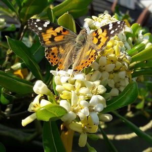 Close-up of butterfly on flower