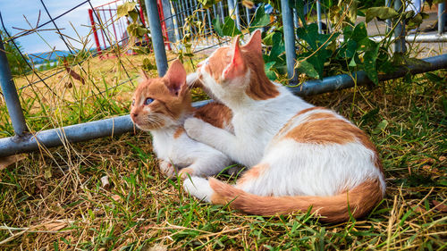 Cat on field