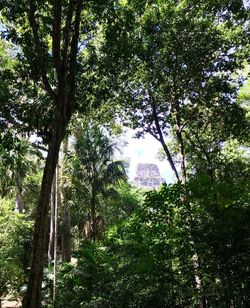 Low angle view of trees