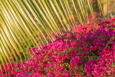 Close-up of pink flowering plants