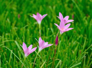 Close-up of pink crocus blooming on field