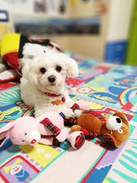 Close-up of dog toys