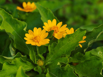 Close-up of yellow flowering plant