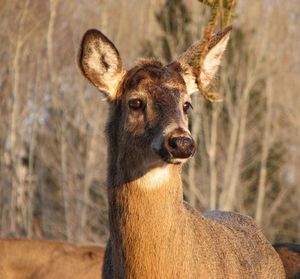 Close-up portrait of deer