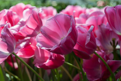 Close-up of pink flowering plants