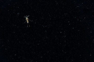 Low angle view of spider against sky at night