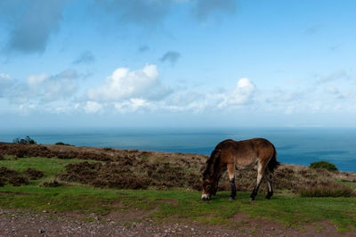 Exmoor ponies grazing and roaming free by the sea in somerset on exmoor national park 