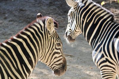 Side view of zebra