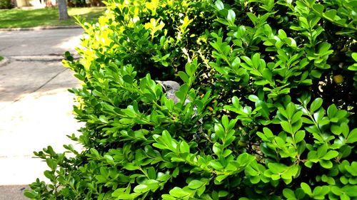 Plants growing on a tree