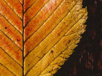 Close-up of yellow leaf during autumn