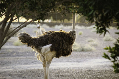 Side view of a bird on field