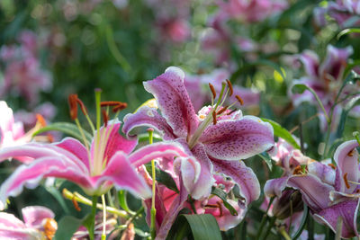 Close-up of pink flowering plant