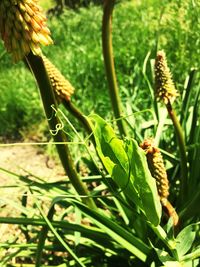 Close-up of insect on plant