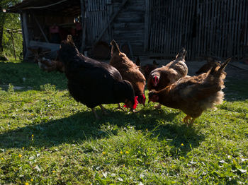 Ducks in a field