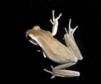 Close-up of lizard against black background