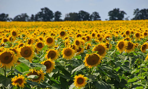 Sunflower field against sky