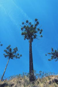 Low angle view of trees against clear blue sky