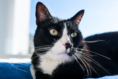 A black cat with a black and white snout, lying on a blue bed on a windowsill, a blue sky