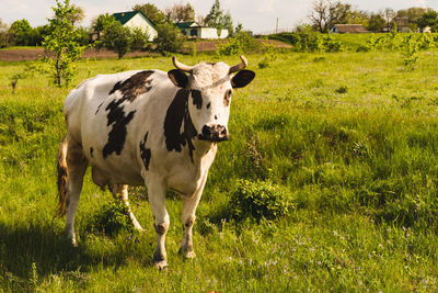 Cow standing in a field