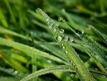 Close-up of raindrops on leaves