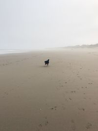 Dog running on sand at beach against sky