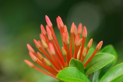 Close-up of flower against blurred background