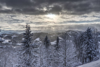 Trees on snow covered land against sky